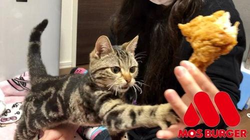 娱乐吃瓜小猫咪视频大全